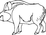 Dessin Coloriage Sanglier Coloriage Sanglier Et Dessin   Imprimer