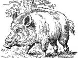 Dessin Coloriage Sanglier Sanglier 20 Animaux – Coloriages   Imprimer