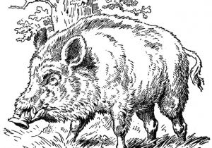 Dessin Coloriage Sanglier Sanglier 20 Animaux – Coloriages   Imprimer