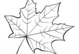 Dessin Feuille D Automne Coloriage Dessin Coloriage Feuille Automne Pinterest