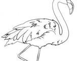 Dessin Flamant Rose Coloriage Carte Postale Flamant Rose Petits Papiers Pinterest