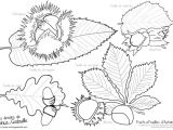 Feuille De Chene Coloriage Afficher L Image D origine