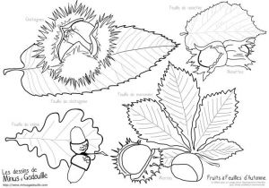 Feuille De Chene Coloriage Afficher L Image D origine
