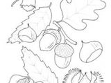 Feuille De Chene Coloriage Les 45 Meilleures Images De Coloriage Automne