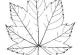 Feuille De Chene Coloriage Résultat De Recherche D Images Pour "dessin Feuille De Vigne