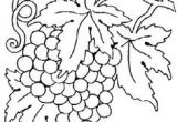 Image Coloriage Raisin Beccy S Place Bunch Of Grapes How to Draw Plants