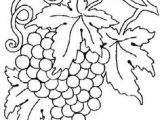 Image Coloriage Raisin Beccy S Place Bunch Of Grapes How to Draw Plants