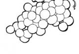 Image Coloriage Raisin Beccy S Place Bunch Of Grapes How to Draw Plants