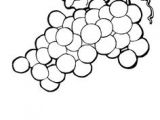 Image Coloriage Raisin Beccy S Place Bunch Of Grapes How to Draw Plants