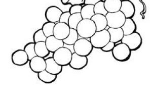 Image Coloriage Raisin Beccy S Place Bunch Of Grapes How to Draw Plants