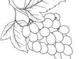 Image Coloriage Raisin Grape 15 Coloring Page Supercoloringpages