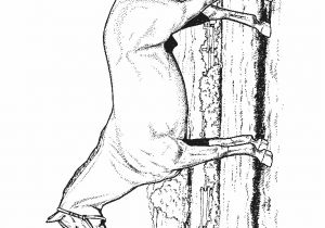 Imprimer Des Coloriages De Chevaux Coloriage De Chevaux