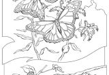 Les Plus Beaux Coloriages Imprime Le Dessin   Colorier De Papillon