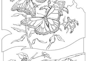 Les Plus Beaux Coloriages Imprime Le Dessin   Colorier De Papillon