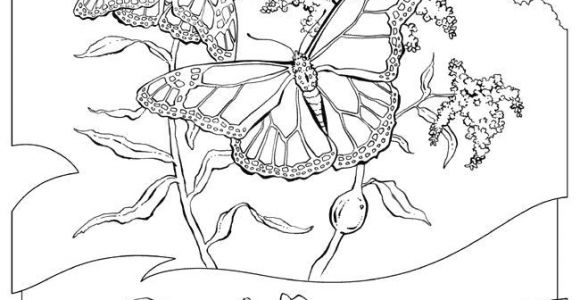 Les Plus Beaux Coloriages Imprime Le Dessin   Colorier De Papillon