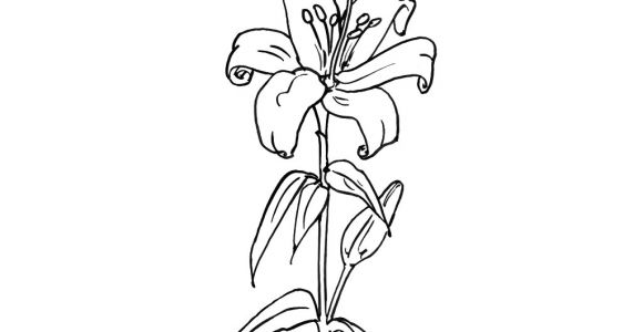 Lolirock Coloriage à Imprimer Bouquet De Fleurs 59 Nature – Coloriages   Imprimer