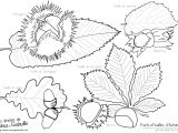 Modele Coloriage Feuille D Automne 33 Dernier Image Coloriage Une Feuille