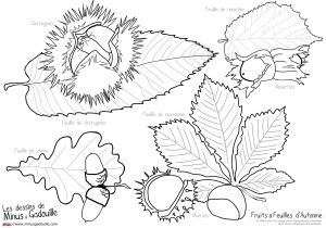 Modele Coloriage Feuille D Automne 33 Dernier Image Coloriage Une Feuille