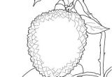 Noix De Coco Coloriage Coloriage Litchi