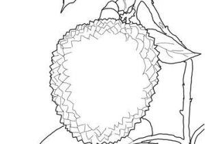 Noix De Coco Coloriage Coloriage Litchi