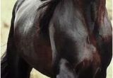 Tête De Cheval Coloriage Les 3352 Meilleures Images De Cheval