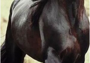 Tête De Cheval Coloriage Les 3352 Meilleures Images De Cheval