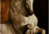 Tête De Cheval Coloriage Les 3352 Meilleures Images De Cheval