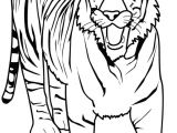 Tigre Coloriage A Imprimer Coloriage A Imprimer Tigre Gratuit Et Colorier