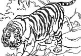 Tigre Coloriage A Imprimer Coloriage204 Coloriage Tigre à Imprimer