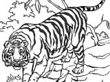 Tigre Coloriage A Imprimer Coloriage204 Coloriage Tigre à Imprimer