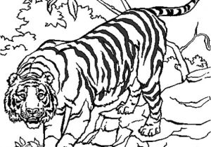 Tigre Coloriage A Imprimer Coloriage204 Coloriage Tigre à Imprimer