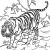 Tigre Coloriage A Imprimer Coloriage204 Coloriage Tigre à Imprimer