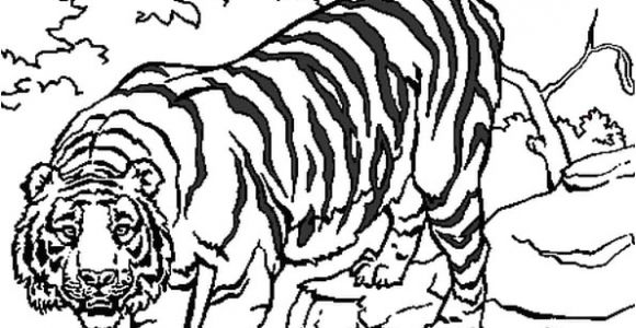 Tigre Coloriage A Imprimer Coloriage204 Coloriage Tigre à Imprimer