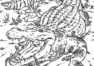 Vie De Prof Coloriage Dessin Crocodiles A Colorier