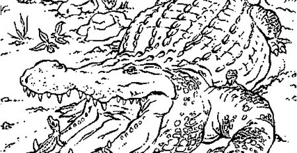 Vie De Prof Coloriage Dessin Crocodiles A Colorier